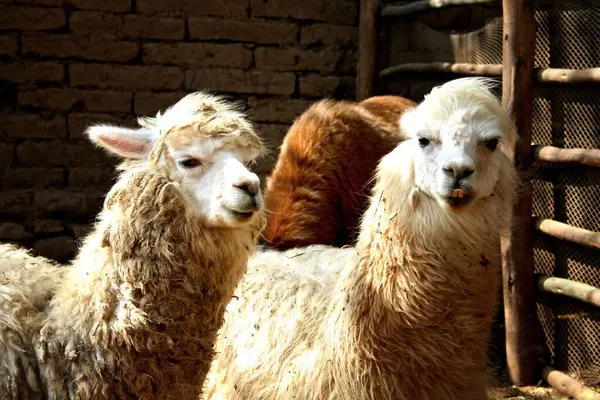 Genç alpaka grubuna yakın durun.