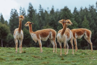 Vicuna, Peru And Dağları 'nda yaşayan kısa ve çok güzel saçlı vahşi bir camelid.