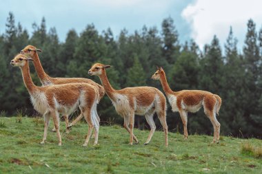 Vicuna, Peru And Dağları 'nda yaşayan kısa ve çok güzel saçlı vahşi bir camelid.