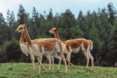 Vicuna, Peru And Dağları 'nda yaşayan kısa ve çok güzel saçlı vahşi bir camelid.