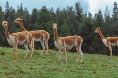 Vicuna, Peru And Dağları 'nda yaşayan kısa ve çok güzel saçlı vahşi bir camelid.