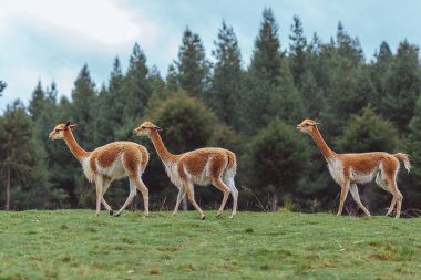 Vicuna, Peru And Dağları 'nda yaşayan kısa ve çok güzel saçlı vahşi bir camelid.