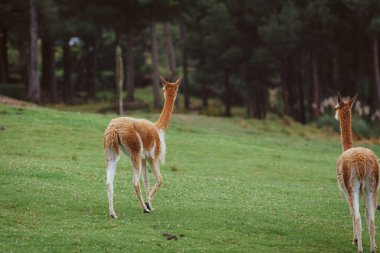The Vicuna, is a wild camelid with short and very fine hair that lives in the Peruvian Andes clipart