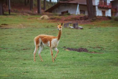 Vicuna, Peru And Dağları 'nda yaşayan kısa ve çok güzel saçlı vahşi bir camelid.