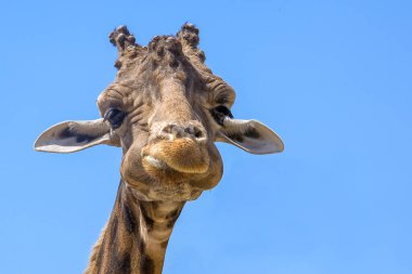 Lima Peru 'nun manzarası, sokakları ve turistik binaları