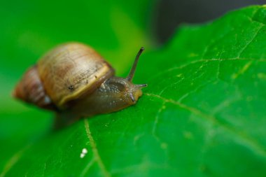 Yaprağın üzerinde sürünen salyangoz, yakından.