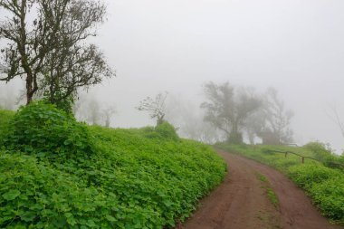 Lachay Lomas, Peru 'nun en önemli doğal rezervlerinden biridir. Burada bitki örtüsü, fauna ve arkeolojinin çeşitliliğini anlayabilirsiniz..