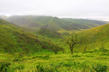 Lachay Lomas, Peru 'nun en önemli doğal rezervlerinden biridir. Burada bitki örtüsü, fauna ve arkeolojinin çeşitliliğini anlayabilirsiniz..