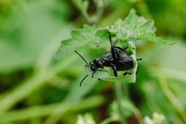 Doğada beetle