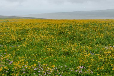 Lachay Lomas, Peru 'nun en önemli doğal rezervlerinden biridir. Burada bitki örtüsü, fauna ve arkeolojinin çeşitliliğini anlayabilirsiniz..