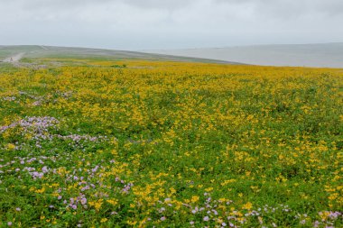 Lachay Lomas, Peru 'nun en önemli doğal rezervlerinden biridir. Burada bitki örtüsü, fauna ve arkeolojinin çeşitliliğini anlayabilirsiniz..