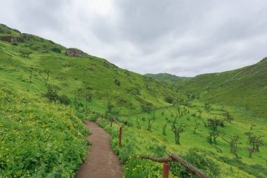 Lachay Lomas, Peru 'nun en önemli doğal rezervlerinden biridir. Burada bitki örtüsü, fauna ve arkeolojinin çeşitliliğini anlayabilirsiniz..