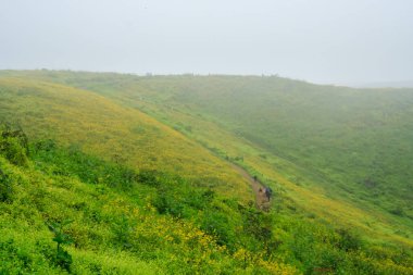 Lachay Lomas, Peru 'nun en önemli doğal rezervlerinden biridir. Burada bitki örtüsü, fauna ve arkeolojinin çeşitliliğini anlayabilirsiniz..