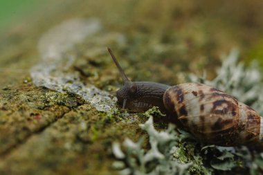 Salyangozlar yerde sürünüyor.