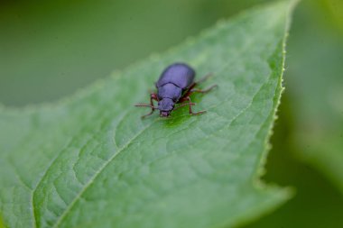 Yeşil yapraklardaki böcek yeşil yaprakların arka planında. makro fotoğraf