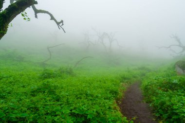 Lachay Lomas, Peru 'nun en önemli doğal rezervlerinden biridir. Burada bitki örtüsü, fauna ve arkeolojinin çeşitliliğini anlayabilirsiniz..
