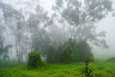 Lachay Lomas, Peru 'nun en önemli doğal rezervlerinden biridir. Burada bitki örtüsü, fauna ve arkeolojinin çeşitliliğini anlayabilirsiniz..