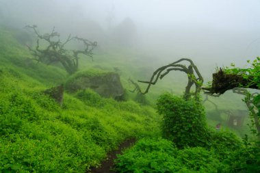 Lachay Lomas, Peru 'nun en önemli doğal rezervlerinden biridir. Burada bitki örtüsü, fauna ve arkeolojinin çeşitliliğini anlayabilirsiniz..