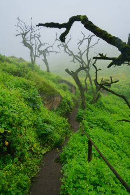 Lachay Lomas, Peru 'nun en önemli doğal rezervlerinden biridir. Burada bitki örtüsü, fauna ve arkeolojinin çeşitliliğini anlayabilirsiniz..