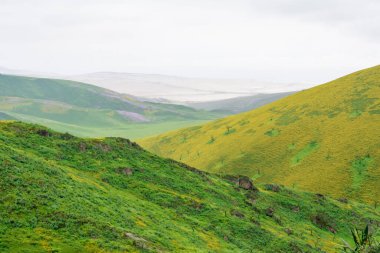 Lachay Lomas, Peru 'nun en önemli doğal rezervlerinden biridir. Burada bitki örtüsü, fauna ve arkeolojinin çeşitliliğini anlayabilirsiniz..