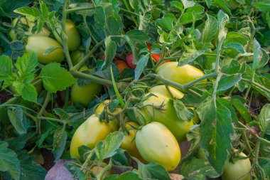 Serada yetişen organik kırmızı domatesler. Seçici odaklanma. organik sebze