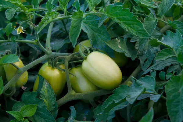 Reife Grüne Tomaten Die Gewächshaus Wachsen lizenzfreie Stockfotos