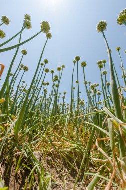 Yakın plan - güzel çiçekler, doğa, soğan ekimi