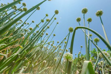 Tarlada yetişen güzel çiçeklere yakın, soğan ekme
