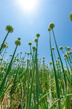 Mavi gökyüzü arkaplanlı yeşil çimenler, soğan ekimi