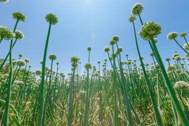 Tarlada güzel çiçekler, soğan ekimi., 