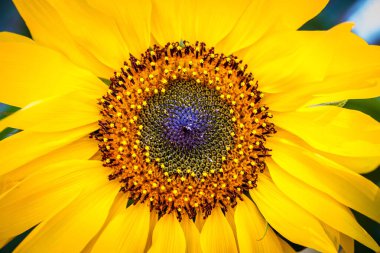 sunflower close up view clipart