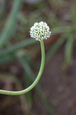 Soğan ekme, bahçede beyaz soğan, yakın çekim.
