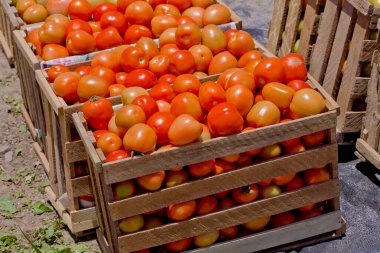 red tomatoes on a wooden crate. clipart