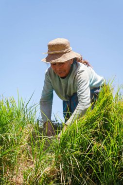 Çiftlikte çalışan kadın.