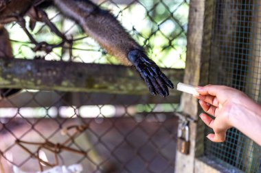 Hayvanat bahçesinde bir adam