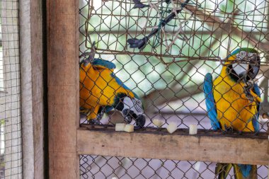 Kafeste Mavi Papağan.