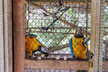 sarı ve siyah kafeslerde çürür