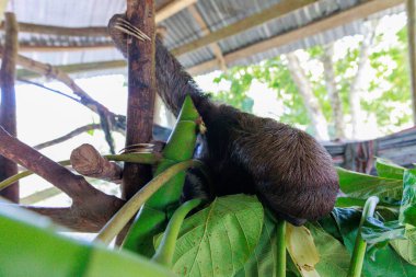 Ağaçta uyuyan kedi..