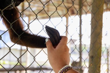 a young girl with a monkey in the zoo clipart