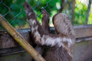 close up of monkey in the zoo.