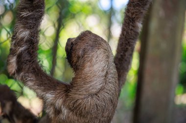 Ormanın dallarında asılı sevimli kahverengi tembel hayvan.