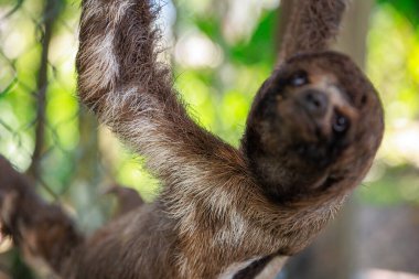 Afrika kökenli bir Amerikan tembel hayvanının ağaca asıldığı yakın plan bir fotoğraf.