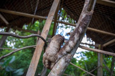 Hayvanat bahçesindeki maymun