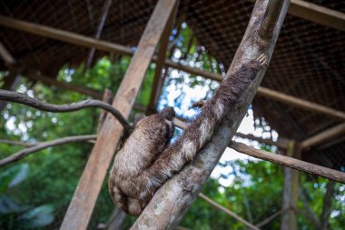 Tembel hayvan ağaç dalında
