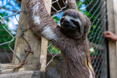 Ormandaki miskin hayvana yaklaş.