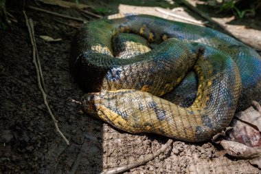 Tayland 'daki ormanda bir yılan.