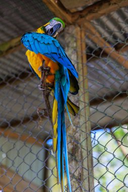 sarı ve mavi papağan hayvanat bahçesinde, Brezilya