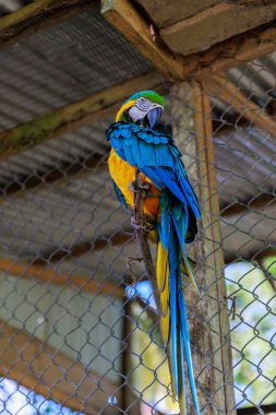 Hayvanat bahçesindeki papağan