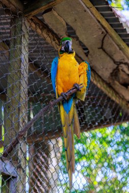 Kosta Rika 'da bir kafeste mavi ve sarı papağanlar.