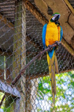 mavi ve sarı Amerika papağanı papağan
